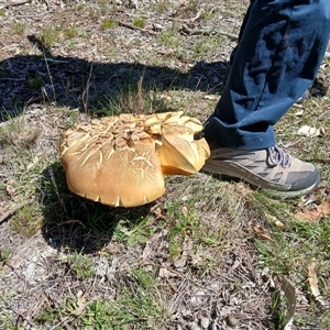 Unverified Cap on a stem; pores below cap [boletes & stemmed polypores] by MPW