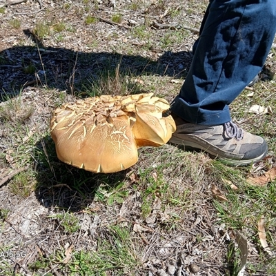 Phlebopus marginatus (Giant Bolete) at  - suppressed by MPW