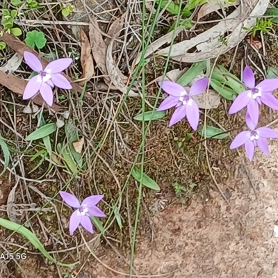 Glossodia major (Wax Lip Orchid) at Watson, ACT - 12 Oct 2025 by MPW