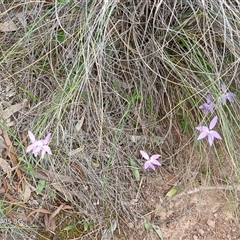 Glossodia major at Watson, ACT - suppressed