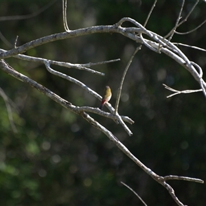 Unverified Small (Robin, Finch, Thornbill etc) at Lanitza, NSW - 11 Oct 2025 by Carolina