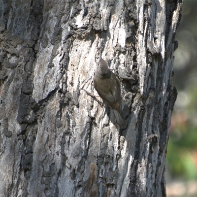 Cormobates leucophaea at Lanitza, NSW - 11 Oct 2025 by Carolina