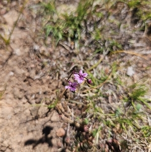 Unverified Other Wildflower or Herb at Googong, NSW - Today by BrianSummers