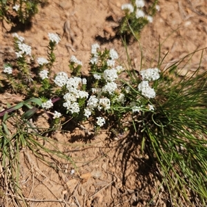 Unverified Other Wildflower or Herb at Burra, NSW - Today by BrianSummers