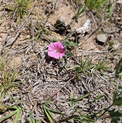 Convolvulus angustissimus subsp. angustissimus (Australian Bindweed) at Burra, NSW - 13 Oct 2025 by BrianSummers