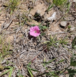 Unverified Other Wildflower or Herb at Burra, NSW - Today by BrianSummers