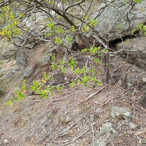 Unverified Other Tree at Cooma, NSW - Yesterday by mahargiani
