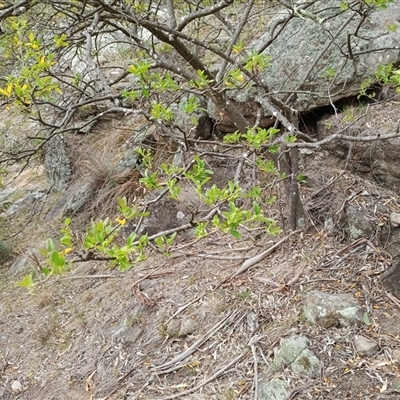 Ligustrum sinense (Narrow-leaf Privet, Chinese Privet) at Cooma, NSW - 12 Oct 2025 by mahargiani