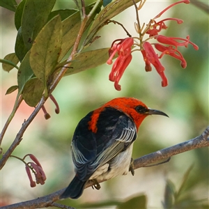 Myzomela sanguinolenta at Acton, ACT - Today by MichaelJF