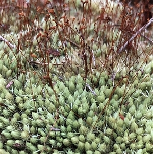 Unverified Lichen, Mosses, Liverworts & Horworts or other Bryophyte at Kungala, NSW - Today by donnanchris