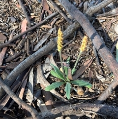 Plantago varia (Native Plaintain) at Higgins, ACT - 13 Oct 2025 by Jillw