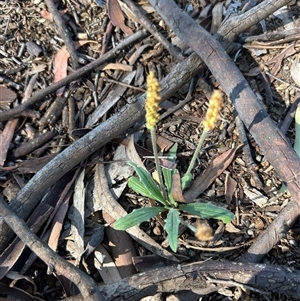 Plantago varia at Higgins, ACT - Today by Jillw