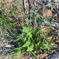 Convolvulus angustissimus (Pink Bindweed) at Higgins, ACT - 13 Oct 2025 by Jillw