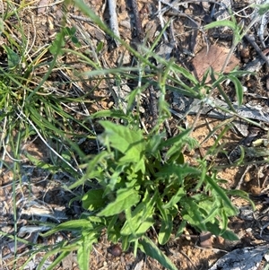 Convolvulus angustissimus at Higgins, ACT - Today by Jillw