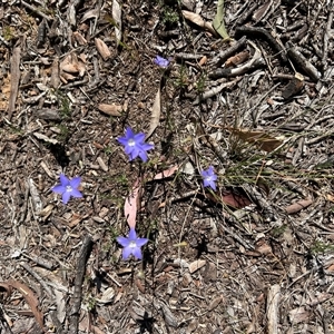 Wahlenbergia sp. at Higgins, ACT - Today by Jillw