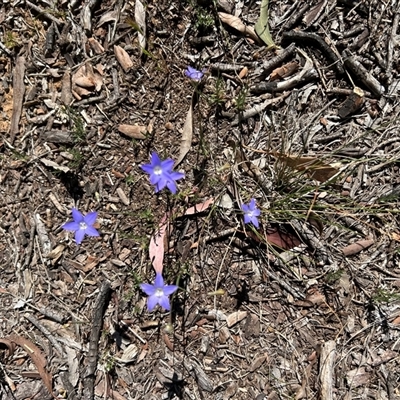Wahlenbergia sp. (Bluebell) at Higgins, ACT - 13 Oct 2025 by Jillw