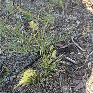 Rytidosperma (genus) at Higgins, ACT - Today by Jillw