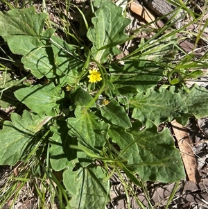 Cymbonotus (genus) at Higgins, ACT - Today by Jillw