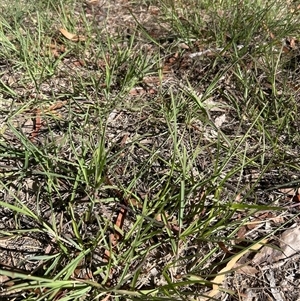 Themeda triandra at Higgins, ACT - Today by Jillw