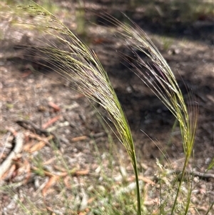 Austrostipa pubescens at Higgins, ACT - Today by Jillw