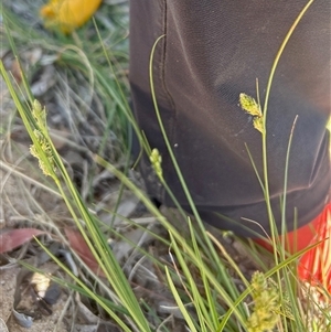 Carex inversa (Knob Sedge) at Higgins, ACT - Yesterday by Jillw