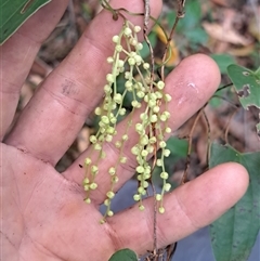 Dioscorea transversa at Pappinbarra, NSW - 11 Oct 2025 by AngFrost