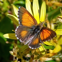 Lucia limbaria (Chequered Copper) at Page, ACT - 13 Oct 2025 by DonTaylor