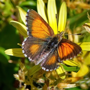 Paralucia aurifera at Page, ACT - Yesterday by DonTaylor