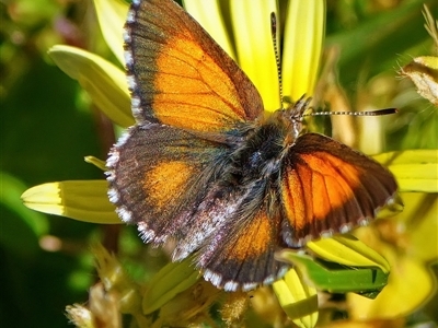 Paralucia aurifera at Page, ACT - Yesterday by DonTaylor