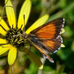 Lucia limbaria at Page, ACT - 13 Oct 2025 01:34 PM