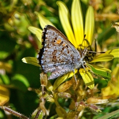 Lucia limbaria at Page, ACT - 13 Oct 2025 01:34 PM