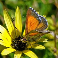 Lucia limbaria at Page, ACT - 13 Oct 2025 01:34 PM