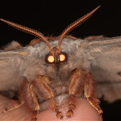 Opodiphthera eucalypti (Emperor Gum Moth) at Nowra Hill, NSW - 10 Oct 2025 by rawshorty