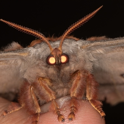 Opodiphthera eucalypti (Emperor Gum Moth) at Nowra Hill, NSW - 10 Oct 2025 by rawshorty