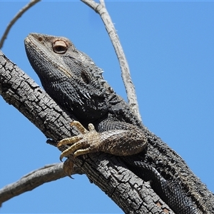Pogona barbata at Kambah, ACT - Yesterday by LineMarie