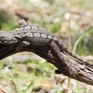 Amphibolurus muricatus at Kambah, ACT - Yesterday by LineMarie