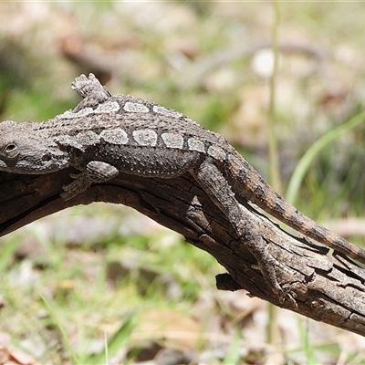 Amphibolurus muricatus (Jacky Lizard) at Kambah, ACT - 13 Oct 2025 by LineMarie