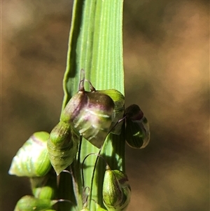 Unverified Plant at Crowther, NSW - Yesterday by Frecko