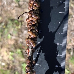 Cryptes baccatus (Wattle Tick Scale) at Crowther, NSW - 13 Oct 2025 by Frecko