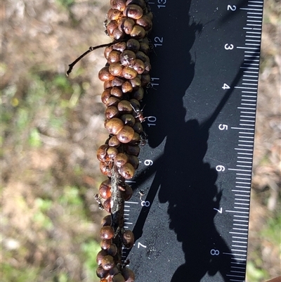 Cryptes baccatus (Wattle Tick Scale) at Crowther, NSW - 13 Oct 2025 by Frecko
