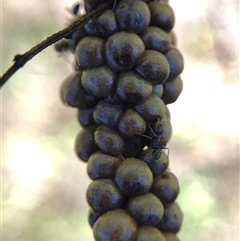 Cryptes baccatus at Crowther, NSW - 13 Oct 2025 03:45 PM