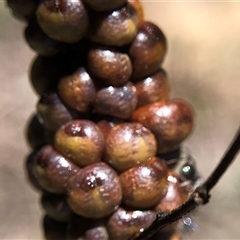 Cryptes baccatus at Crowther, NSW - 13 Oct 2025 03:45 PM