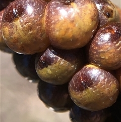 Cryptes baccatus at Crowther, NSW - 13 Oct 2025 03:45 PM