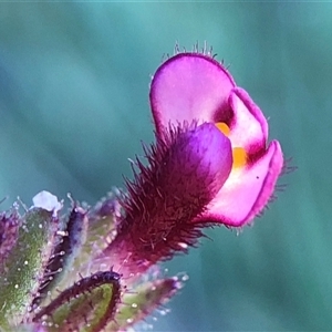 Unverified Plant at Crowther, NSW - Yesterday by Frecko