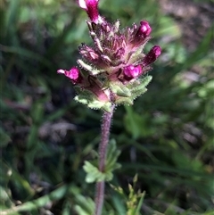 Parentucellia latifolia at Crowther, NSW - 13 Oct 2025 03:42 PM