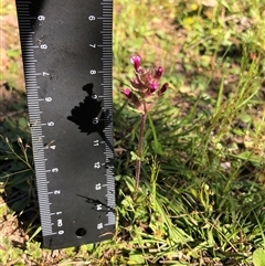 Parentucellia latifolia at Crowther, NSW - 13 Oct 2025 03:42 PM