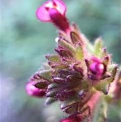 Parentucellia latifolia at Crowther, NSW - 13 Oct 2025 03:42 PM