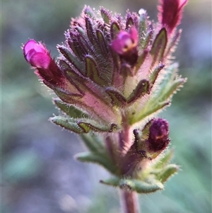 Parentucellia latifolia at Crowther, NSW - 13 Oct 2025 03:42 PM