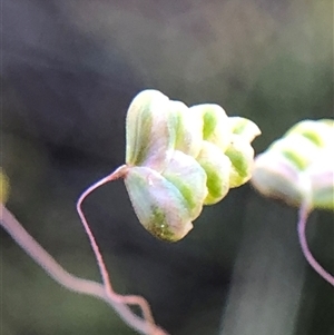 Briza minor at Crowther, NSW - 13 Oct 2025 03:36 PM