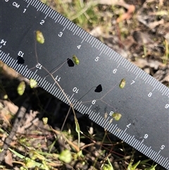 Briza minor at Crowther, NSW - 13 Oct 2025 03:36 PM